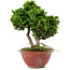 Chamaecyparis obtusa, 14 cm, ± 10 years old