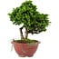 Chamaecyparis obtusa, 14 cm, ± 10 ans