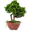 Chamaecyparis obtusa, 14 cm, ± 10 years old