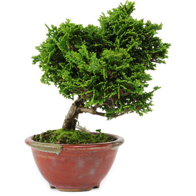 Chamaecyparis obtusa, 14 cm, ± 10 ans