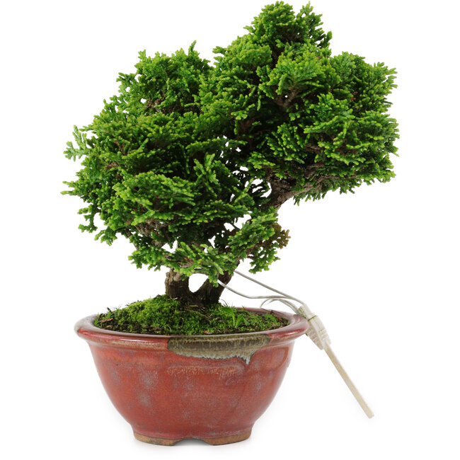Chamaecyparis obtusa, 14 cm, ± 10 ans