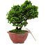 Chamaecyparis obtusa, 14 cm, ± 10 years old
