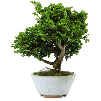 Chamaecyparis obtusa, 14 cm, ± 10 years old