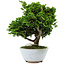 Chamaecyparis obtusa, 14 cm, ± 10 years old