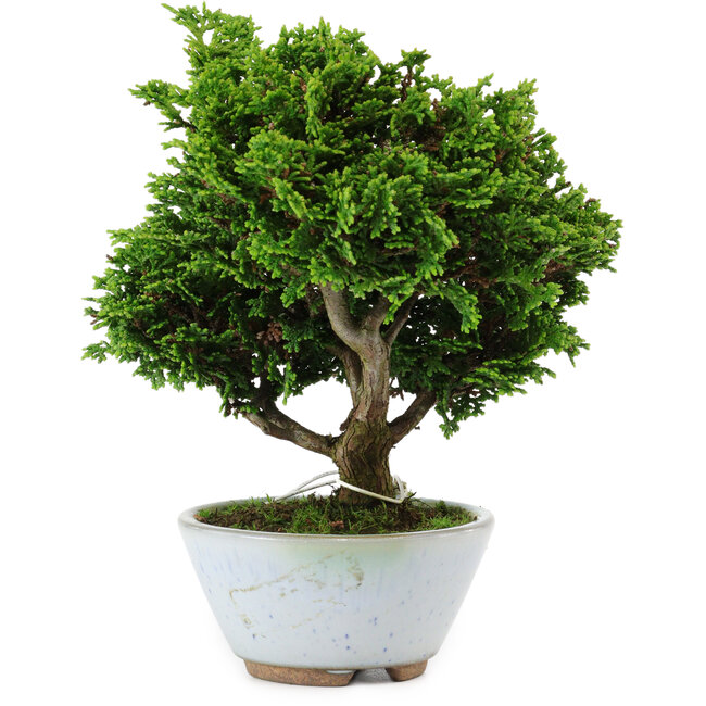 Chamaecyparis obtusa, 14 cm, ± 10 ans