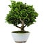 Chamaecyparis obtusa, 14 cm, ± 10 Jahre alt