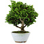 Chamaecyparis obtusa, 14 cm, ± 10 years old