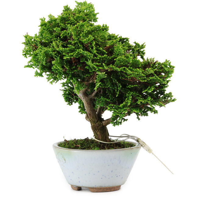Chamaecyparis obtusa, 14 cm, ± 10 years old