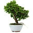 Chamaecyparis obtusa, 14 cm, ± 10 ans