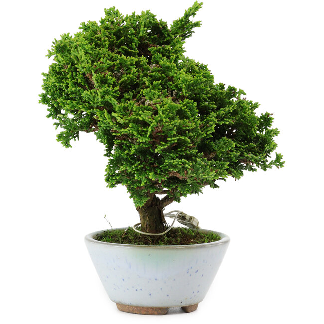 Chamaecyparis obtusa, 14 cm, ± 10 years old