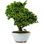 Chamaecyparis obtusa, 14 cm, ± 10 years old