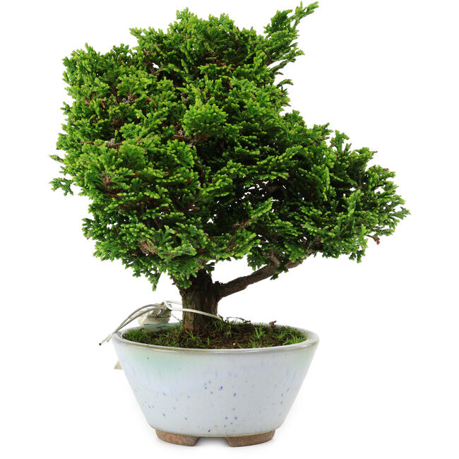 Chamaecyparis obtusa, 14 cm, ± 10 years old