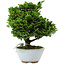 Chamaecyparis obtusa, 14 cm, ± 10 years old