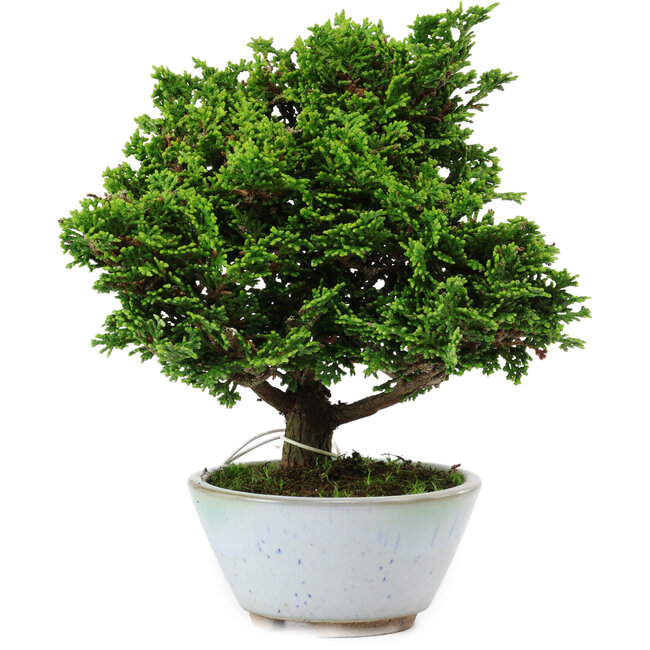 Chamaecyparis obtusa, 14 cm, ± 10 years old