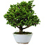 Chamaecyparis obtusa, 14 cm, ± 10 years old