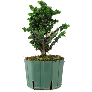 Chamaecyparis obtusa Sekka Hinoki, 18 cm, ± 12 ans