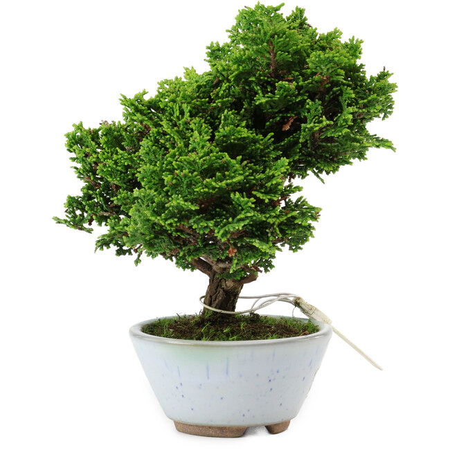 Chamaecyparis obtusa, 14 cm, ± 10 años