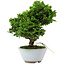 Chamaecyparis obtusa, 14 cm, ± 10 ans