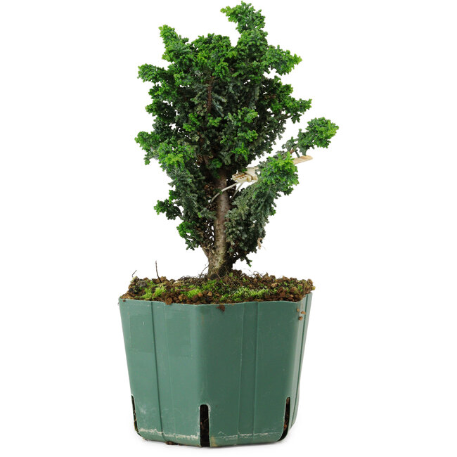 Chamaecyparis obtusa Sekka Hinoki, 18 cm, ± 12 years old