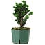 Chamaecyparis obtusa Sekka Hinoki, 18 cm, ± 12 ans