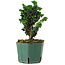 Chamaecyparis obtusa Sekka Hinoki, 18 cm, ± 12 years old
