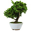 Chamaecyparis obtusa, 14 cm, ± 10 years old