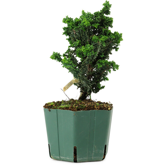Chamaecyparis obtusa Sekka Hinoki, 18 cm, ± 12 años