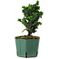 Chamaecyparis obtusa Sekka Hinoki, 18 cm, ± 12 años