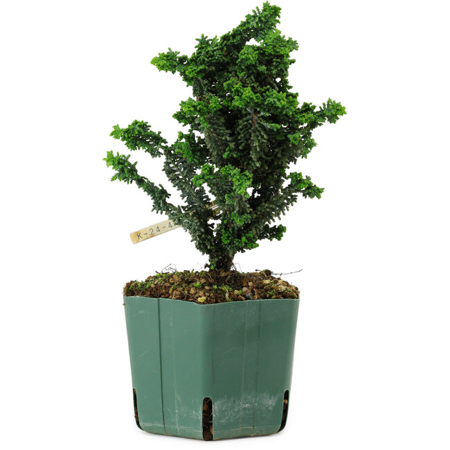Chamaecyparis obtusa Sekka Hinoki, 18 cm, ± 12 years old