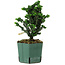 Chamaecyparis obtusa Sekka Hinoki, 18 cm, ± 12 ans