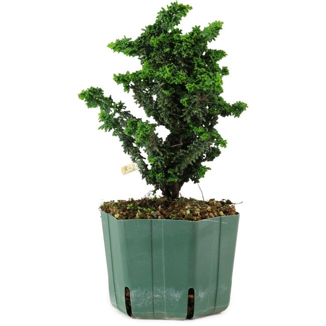 Chamaecyparis obtusa Sekka Hinoki, 18 cm, ± 12 years old