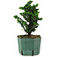 Chamaecyparis obtusa Sekka Hinoki, 18 cm, ± 12 ans