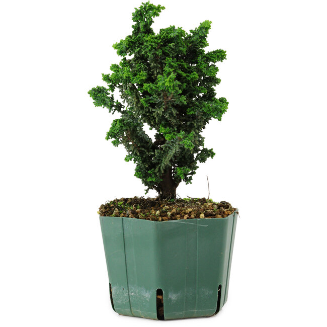 Chamaecyparis obtusa Sekka Hinoki, 18 cm, ± 12 years old