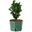 Chamaecyparis obtusa Sekka Hinoki, 18 cm, ± 12 años