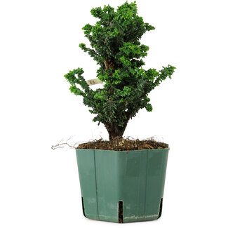 Chamaecyparis obtusa Sekka Hinoki, 18 cm, ± 12 years old