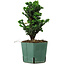 Chamaecyparis obtusa Sekka Hinoki, 18 cm, ± 12 years old