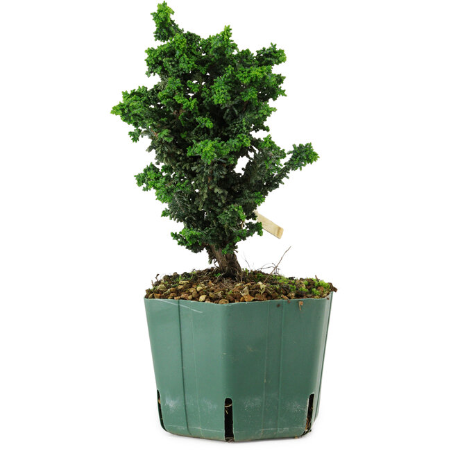 Chamaecyparis obtusa Sekka Hinoki, 18 cm, ± 12 ans