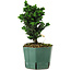 Chamaecyparis obtusa Sekka Hinoki, 18 cm, ± 12 years old