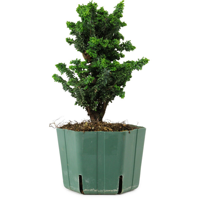 Chamaecyparis obtusa Sekka Hinoki, 18 cm, ± 12 años
