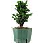 Chamaecyparis obtusa Sekka Hinoki, 18 cm, ± 12 ans