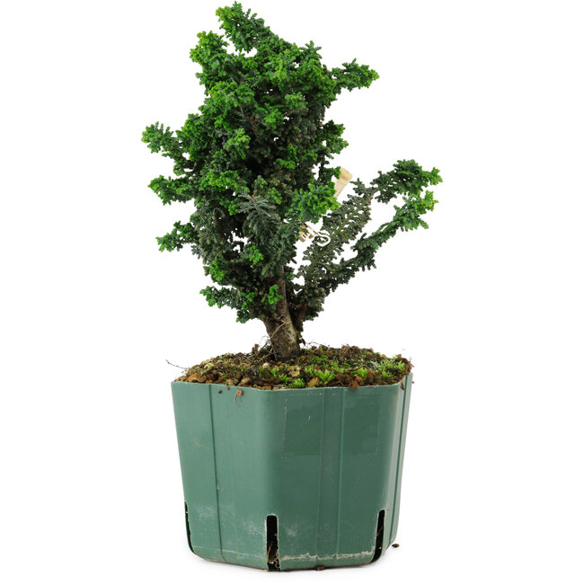 Chamaecyparis obtusa Sekka Hinoki, 18 cm, ± 12 years old
