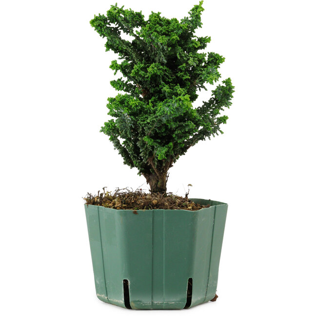 Chamaecyparis obtusa Sekka Hinoki, 18 cm, ± 12 years old