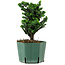 Chamaecyparis obtusa Sekka Hinoki, 18 cm, ± 12 ans