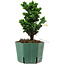 Chamaecyparis obtusa Sekka Hinoki, 18 cm, ± 12 years old