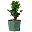Chamaecyparis obtusa Sekka Hinoki, 18 cm, ± 12 years old
