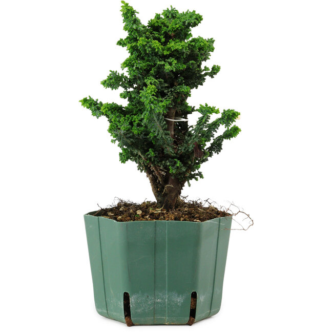 Chamaecyparis obtusa Sekka Hinoki, 18 cm, ± 12 years old