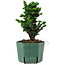 Chamaecyparis obtusa Sekka Hinoki, 18 cm, ± 12 years old