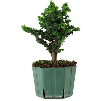 Chamaecyparis obtusa Sekka Hinoki, 19 cm, ± 12 years old