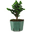 Chamaecyparis obtusa Sekka Hinoki, 19 cm, ± 12 years old