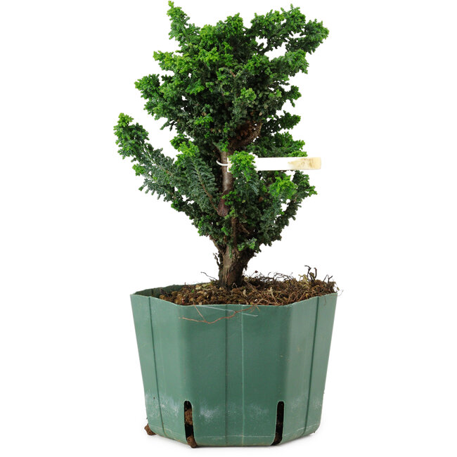 Chamaecyparis obtusa Sekka Hinoki, 18 cm, ± 12 ans
